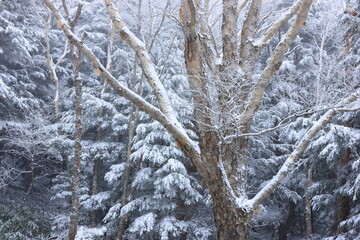 snow covered trees in the forest