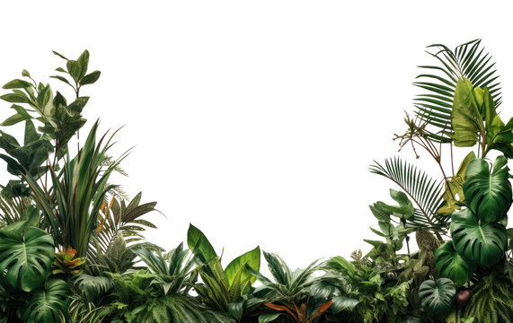 Fototapeta PNG Jungle border nature backgrounds vegetation.