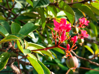 Selective focus and blurred background Jatropha integerrima, peregrina, spicy jatropha, or bunga betawi plant with exotic red flowers