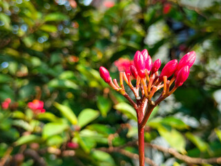 Selective focus and blurred background Jatropha integerrima, peregrina, spicy jatropha, or bunga...