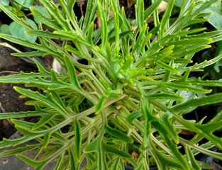 Selective focus of Kalanchoe laciniata, Christmas Tree Plant, or daun sedingin with unique leaf shape and green color