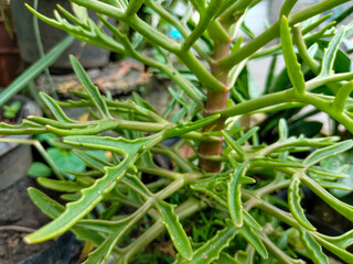 Selective focus of Kalanchoe laciniata, Christmas Tree Plant, or daun sedingin with unique leaf...