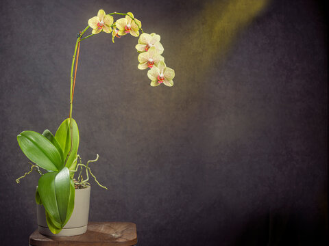 Blooming orchid on dark backdrop