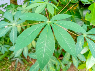 Close up view of Manihot esculenta, cassava, manioc, yuca, or daun singkong, with green leaves in the garden, high angle view, suitable for background