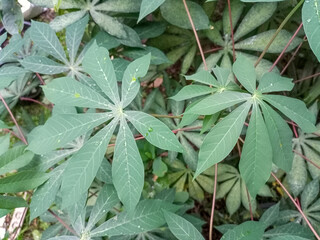 Close up view of Manihot esculenta, cassava, manioc, yuca, or daun singkong, with green leaves in the garden, high angle view, suitable for background