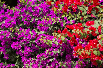 Obraz premium Flores de Bougainvillea, Campeche, México