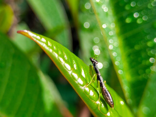 High angle view of Odontomantis planiceps, amantis, mantis, or Belalang semut on green leaf