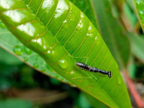High angle view of Odontomantis planiceps, amantis, mantis, or Belalang semut on green leaf