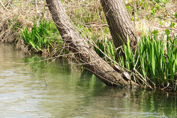 水辺に張り出した木に登るアカミミガメ（Trachemys scripta）【特定外来生物】
