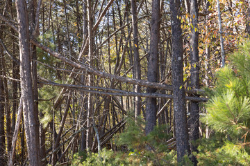 Naklejka premium Trees after a storm