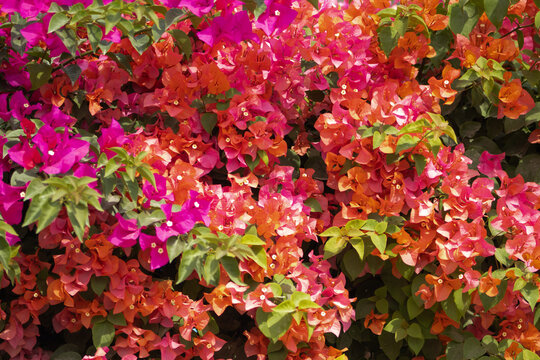 Flores de Bougainvillea, Campeche, M&eacute;xico