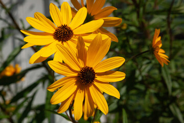 Yellow flowers