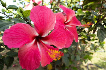 Flores de Bougainvillea, Campeche, México