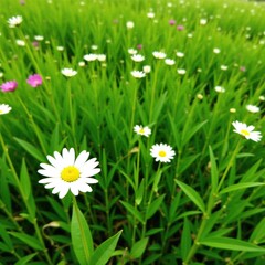 Yellow-centered white flowers in a field of tall grass, field, flowers