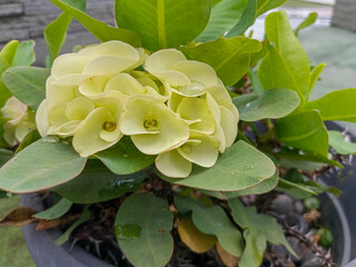 Close-up of Euphorbia milii, crown of thorns,  Christ thorn flower,  Christ plant, Mahkota duri, or kaktus pakis giwang with thorny tree trunk, unique flower shape