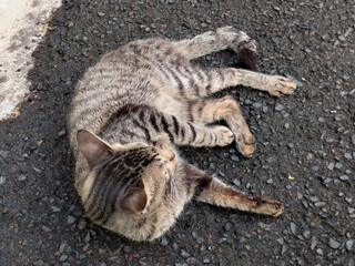 Close up Cute Asian house cat, Felis catus, kucing,  is sitting, playing, and grooming its fur