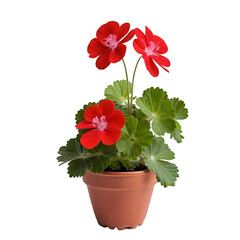 Fototapeta premium A stack of two geraniums, one resting on top of the other, set against a white background.