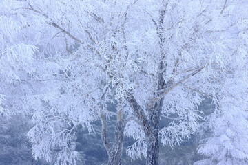 snow covered trees in the forest