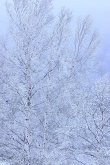 snow covered trees in the forest