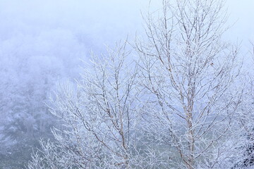 snow covered trees in the forest