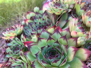Semper vivum flower