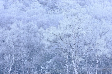snow covered trees in the forest