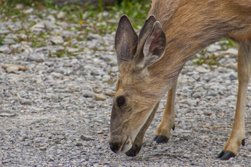 Close up of Young Deer