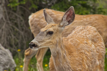 Close up of Young Deer