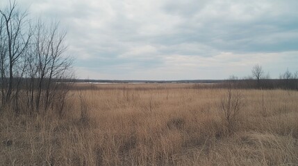 Serene Winter Landscape Golden Grasslands and Distant Horizon