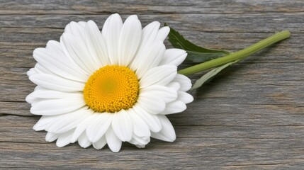 Obraz premium Single Daisy Flower on Rustic Wooden Background