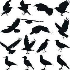 Obraz premium collection consistent bird / raven silhouette black color vector 