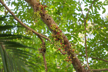 Close-up of a fig tree trunk adorned with clusters of green and red figs, illuminated by soft sunlight. Perfect for botanical, tropical, or naturalistic projects.