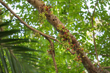 Close-up of a fig tree trunk adorned with clusters of green and red figs, illuminated by soft sunlight. Perfect for botanical, tropical, or naturalistic projects.