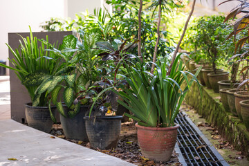 Lush green potted plants arranged outdoors, basking in sunlight, create a vibrant and refreshing scene. Perfect for home gardening, urban landscaping, or tropical-themed designs.