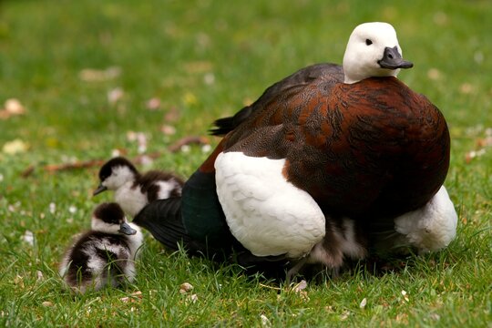 Female Paradise Shelduck Sheltering Chicks Beneath Her: Heartwarming Wildlife Moment
