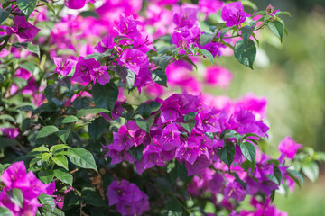 Vibrant magenta bougainvillea blossoms with lush green leaves, bathed in soft sunlight. A perfect addition for nature, floral, or tropical-themed projects.