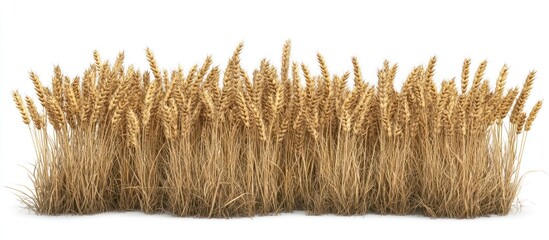 Golden wheat field isolated on white background.