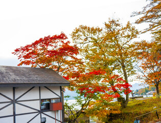 travel to Nikko in Japan and seeing maple trees
