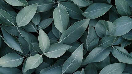 Obraz premium green leaves background