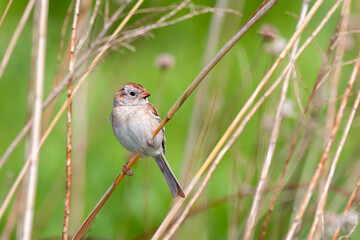 Field Sparrow Perched on Grass Reeds