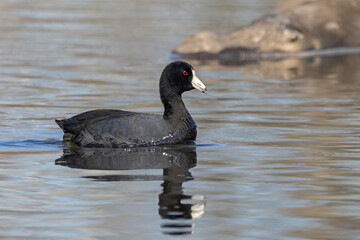 An American Coot Swin Acroos the Water