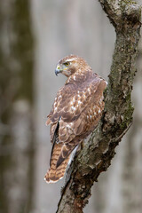 A Red-tailed Hawk Stares Down its Prey