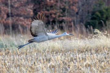 A Sandhill Crane Glides Over a Harvested Field