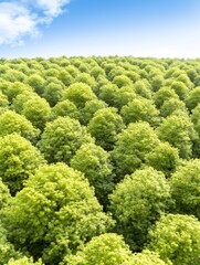 Vibrant Green Canopy: High-Angle Photo of Lush Summer Forest. AI Generated