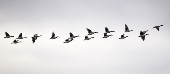 Obraz premium Flock of geese flying in formation against a light gray sky.