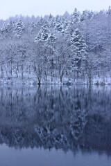 Obraz premium snow covered trees and lake in winter