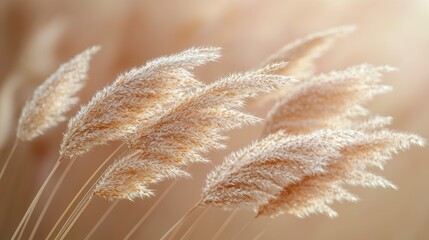 Pampas grass swaying gently in the breeze, backlit by soft sunlight.