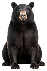 Obraz premium PNG Bear wildlife mammal animal.