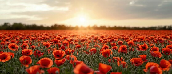 A vibrant field of blooming red poppies stretches towards a glowing sunset, creating a picturesque and serene landscape.