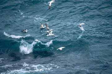 Obraz premium The dramatic cliffs of Skoruvikurbjarg on the Langanes Peninsula provide a sanctuary for gannets in Iceland